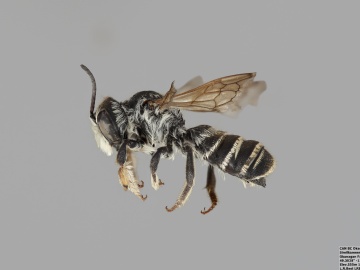 [Megachile fidelis male thumbnail]
